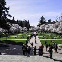 University of Washington Quad in spring in Seattle