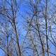 Birds in the trees on the 400 trail in Wisconsin