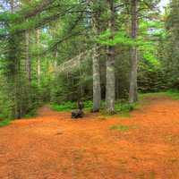 Forest Path at Amnicon Falls State Park, Wisconsin