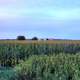 Dusk over the corn fields on the Badger State Trail, Wisconsin