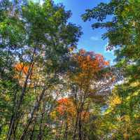 Autumn trees at Belmont Mounds State Park, Wisconsin