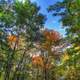 Autumn trees at Belmont Mounds State Park, Wisconsin