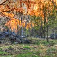 Fire in the Skies in the Black River Forest