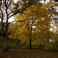 Autumn Trees and Leaves