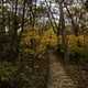 Forest path with Autumn Leaves