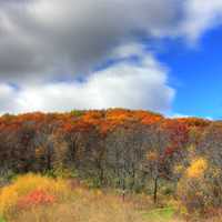 Autumn Forest in Blue Mound State Park, Wisconsin