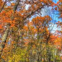 Colorful treetops in Blue Mound State Park, Wisconsin