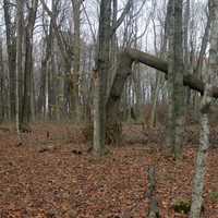 Fallen over Tree in Blue Mound State Park, Wisconsin