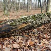 Fallen Tree with Lichen in Blue Mound State Park, Wisconsin