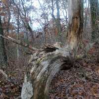 Indian marker Tree in Blue Mound State Park, Wisconsin