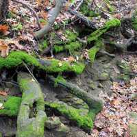 Side of the streambed in Blue Mound State Park, Wisconsin