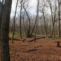 Clearing in the forest in Blue Mound State Park, Wisconsin