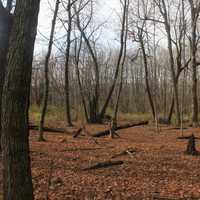 Clearing in the forest in Blue Mound State Park, Wisconsin