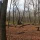 Clearing in the forest in Blue Mound State Park, Wisconsin