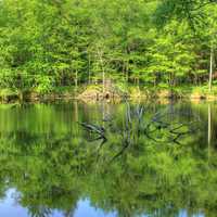 Tree in the lake at Brunet Island State Park, Wisconsin