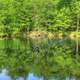 Tree in the lake at Brunet Island State Park, Wisconsin