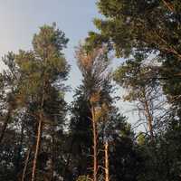 Trees at Buckhorn  State Park, Wisconsin