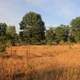 Buckhorn Barrens at Buckhorn State Park, Wisconsin