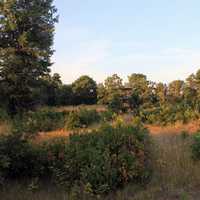 Landscape with Tower at Buckhorn State Park, Wisconsin