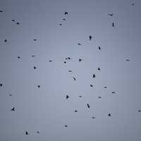 Flock of red-wing blackbirds