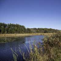 Side of the lake with reeds and trees