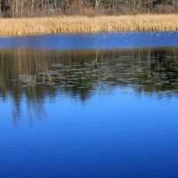 Lake water with a few plants