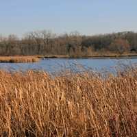 Looking across the marsh at Zander Lake