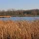 Looking across the marsh at Zander Lake