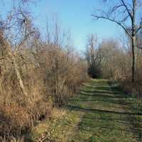 Path into the woods at Cadiz Springs State Park