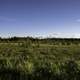 Landscape of trees and grasses in Chequamegon National Forest, Wisconsin