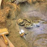 Burial Model at Copper Culture State Park, Wisconsin