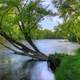 Tree in the river at Copper Culture State Park, Wisconsin