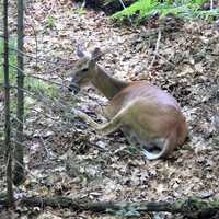 Deer in the park at Copper Falls State Park, Wisconsin