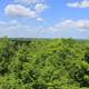 Overview of the forest at Copper Falls State Park, Wisconsin