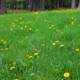 Grass field with sunflowers at Council Grounds State Park, Wisconsin