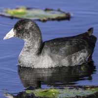American Coot swimming in Pond