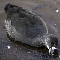 American Coot trying to catch a fish