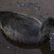 American Coot with fish in mouth at Crex Meadows