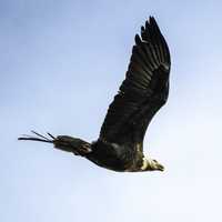 Bald Eagle in Flight at Crex meadows