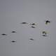 Cranes flying across the evening sky at Crex Meadows