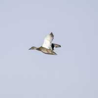 Duck in Flight at Crex meadows