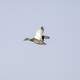 Duck in Flight at Crex meadows