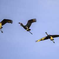 Five Cranes Flying in Formation