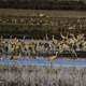 Flocks of Cranes settling down for the day at Crex Meadows