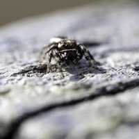 Front of small spider with eyes macro
