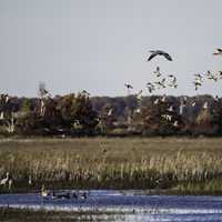 Geese and ducks taking flight