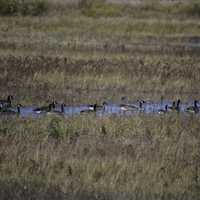 Geese swimming in a channel at Crex Meadows