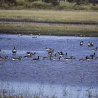 Geese swimming in a pond