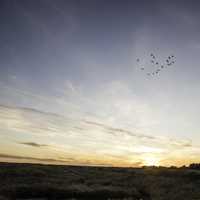 Group of Cranes flying over the sunset at Crex Meadows