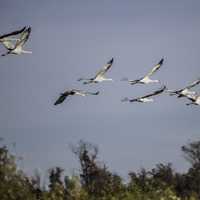 Group of Sandhill cranes flying towards the nesting site